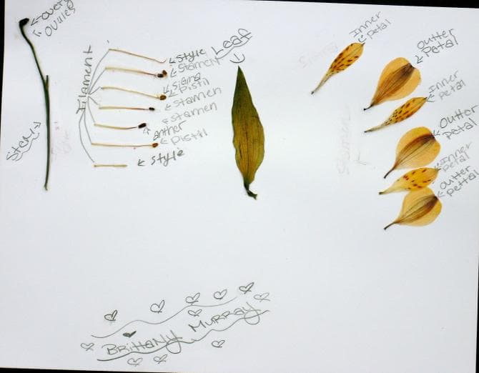 Flower Dissection