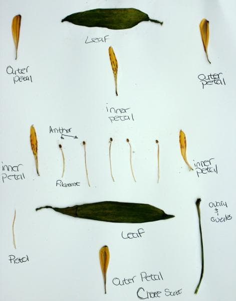 Flower Dissection