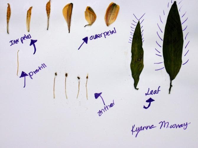 Flower Dissection